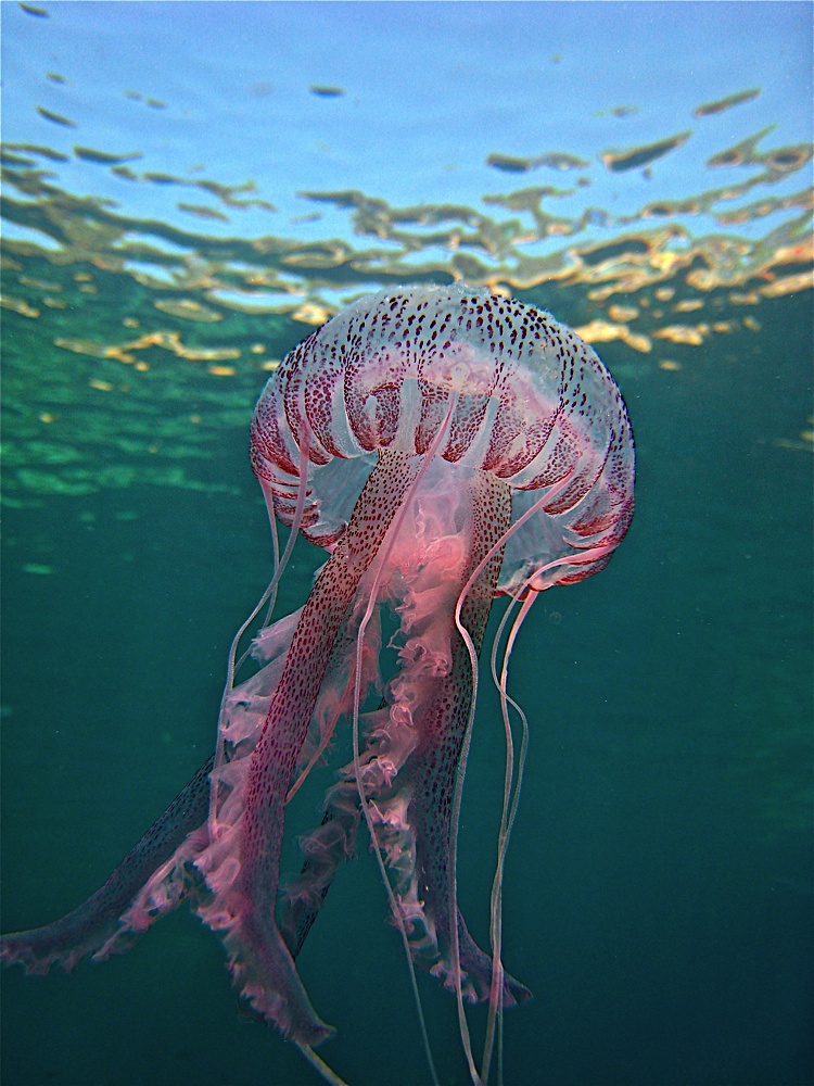 El Ayuntamiento de Suances y Cruz Roja advierten de la presencia de medusas en la playa de La Concha y solicita la precaución de los bañistas