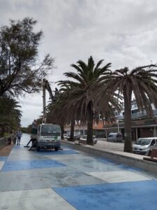 El Ayuntamiento de Suances refuerza en septiembre la protección de sus palmeras frente al picudo rojo